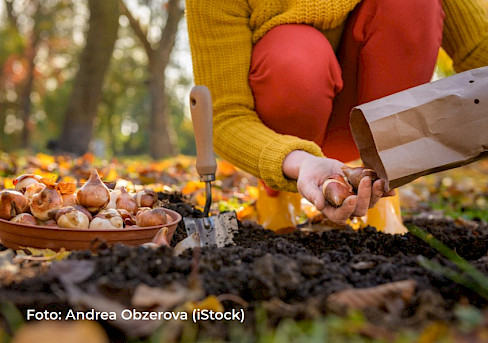 Blumenzwiebeln im Herbst